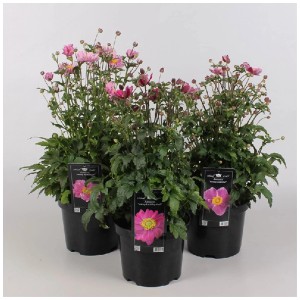 Anémone hybride assortie en pot (Ø 19cm), idéale pour massifs et pots.