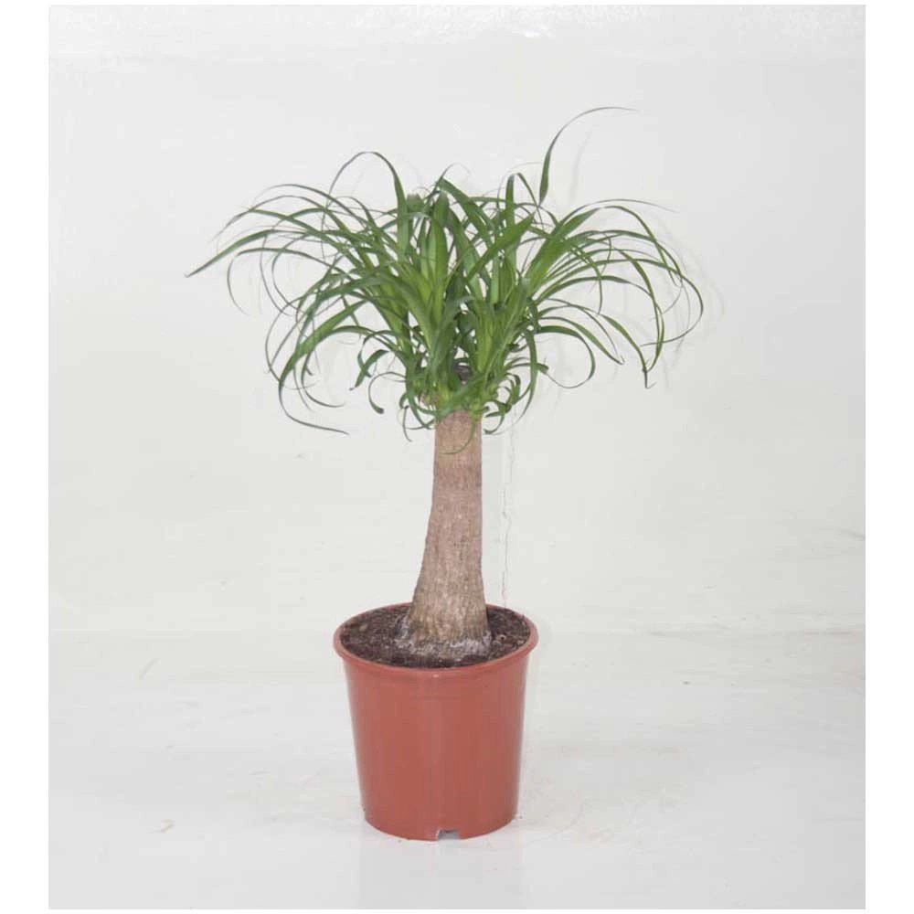 Elefantenfuss Beaucarnea Topf Ø 24 cm kaufen bei OBI