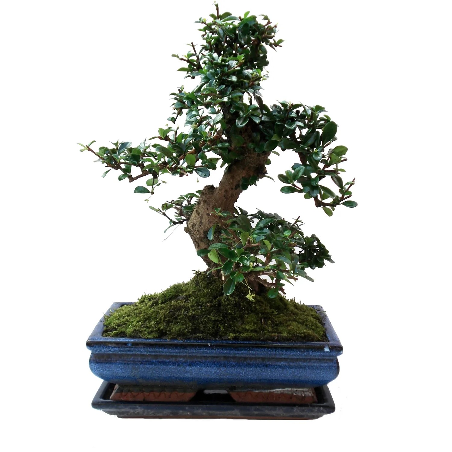 Bonsai kaufen bei OBI