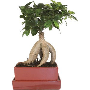Bonsai Ficus in vaso con sottovaso, ca. 15 cm di diametro. Bonsai da interno con fogliame verde.