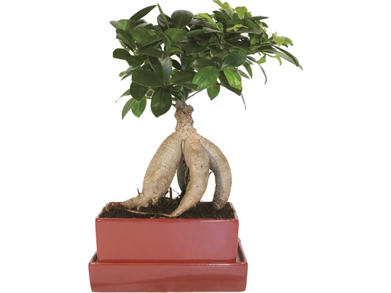 Bonsai Ficus mit Wasserspeicher-Unterteller Topf  15 cm