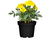 Niedrige Studentenblume Gelb-Orange Topf-Ø 9 cm Tagetes