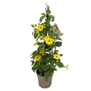 Susanna dagli occhi neri in vaso, fiori gialli, altezza 50 cm, pianta in vaso.