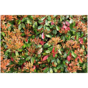 Photinia Red Robin sempreverde con foglie rosse e verdi in vaso.