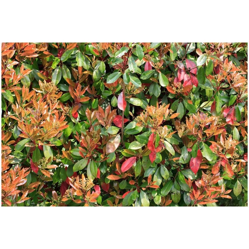 Rote Glanzmispel Red Robin Photinia Topf  10 cm / Hhe 80 - 100 cm