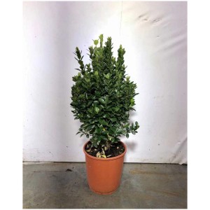 Fusain du Japon (Euonymus japonicus) en pot, hauteur env. 80-100 cm.