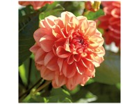 Grow by OBI Dahlie Orange Nugget 1 Stk. Grow by OBI Dahlie Orange Nugget 1 Stk.