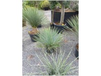 Palmlilie Yucca rostrata Topf Ø 38 cm