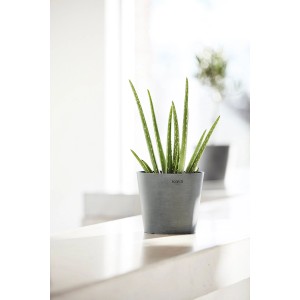 Pot de fleurs Ecopots Amsterdam, Ø 10,5 cm, gris, avec plante Aloe Vera.