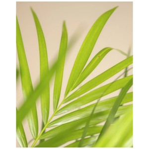 Gros plan d'une palme verte du Feey Goldfruchtpalme XL.