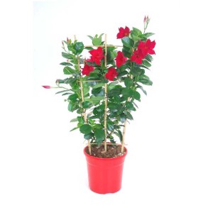 Dipladenia Mandevilla su traliccio in vaso rosso, pianta fiorita da vaso con fiori rossi.