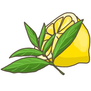 Illustration d'un demi-citron avec des feuilles de verveine citronnelle. Herbes de cuisine pour thé et plats.