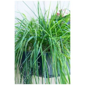 Véritable Lingot Eragrostis Gramigna dell'amore in vaso, steli verdi. Pianta ornamentale decorativa per interni.