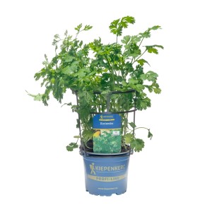 Coriandre Kiepenkerl en pot, herbe aromatique fraîche pour plates-bandes et pots, #beebetter