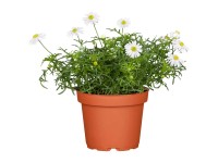 GROW by OBI Blaues Gänseblümchen Brachyscome multifida Topf Ø 13 cm