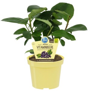 Blu Aronia feltro in vaso, ca. 12 cm Ø. Cespuglio di aronia con foglie verdi in vaso giallo.