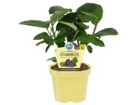 Filzige Apfelbeere Topf-Ø ca. 12 cm Aronia