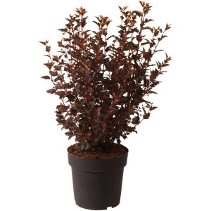 Fasanenspiere 'Cherry Tea' in vaso: fogliame rosso Bordeaux, ideale per giardino e vaso.
