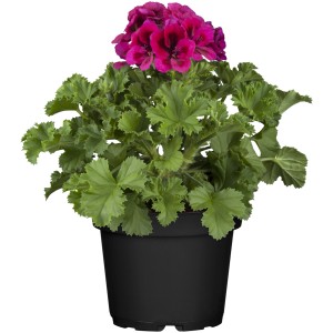 Mélange de plantes de massif Jumbo avec des fleurs roses en pot (Ø 14cm) pour la plantation de printemps.