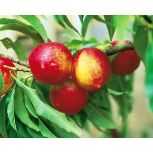 Mini nectarines rouge foncé sur l'arbre, variété Rubis. Chair juteuse et jaune.