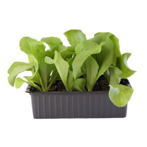 Jeunes plants : lot de 12 de Cicorino Rosso (radicchio) bio en godet.