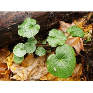Herbe Blu Wasabi en pot (Ø 12cm) avec des feuilles rondes et vertes sur le feuillage.