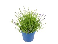 GROW by OBI Echter Lavendel Lavandula Angustifolia Topf Ø 17 cm