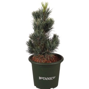 Pino cembro blu Glauca in vaso, altezza circa 20-25 cm. Pino con aghi blu-verdi.