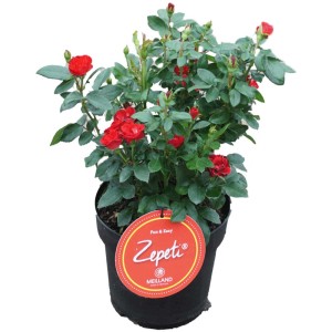 Beetrose Zepeti Rosa im 3,5 l Container mit leuchtend roten Blüten und grünen Blättern.