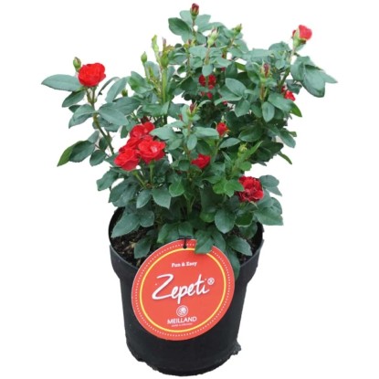 Rosa Zepeti Rosa contenitore da 3,5 l