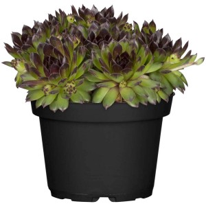 Sempervivum GROW by OBI in vaso, rosette di foglie verdi con punte scure.