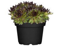 GROW by OBI Hauswurz Sempervivum Topf Ø 13 cm