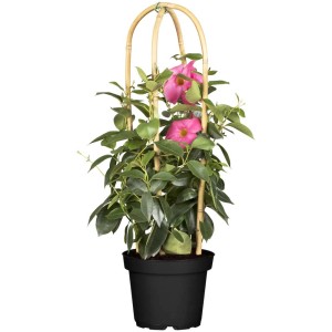 GROW by OBI Dipladenia Rosa con doppio arco in vaso, pianta in vaso con fiori rosa e supporto per rampicanti.