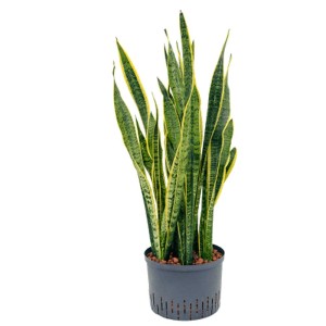 Sansevieria Laurentii en pot, plante hydroponique, feuilles vertes en forme d'épée bordées de jaune, env. 80-90 cm de haut.