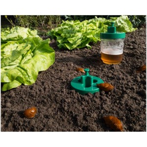 Trappola per lumache Windhager (2 pz.) in uso con piante di lattuga e lumache in giardino.