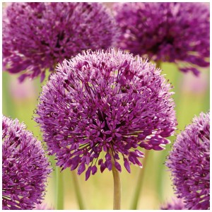 Gros plan de fleurs d'oignon d'ornement violettes (Sensation Mix) dans le jardin.