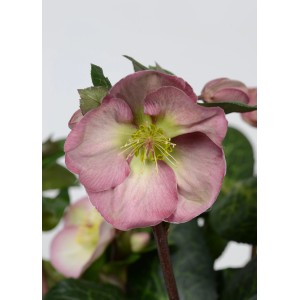 Primo piano di un'elleboro Frostkiss rosa con foglie verdi.
