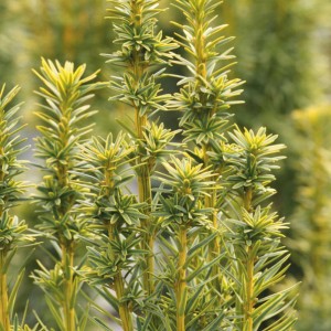 Dettaglio di un tasso giallo 'David Goldgelb' con aghi dorati.