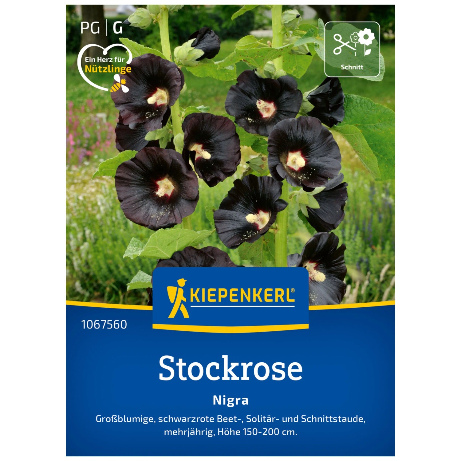 Kiepenkerl Saatgut Stockrose Nigra 20 Pflanzen