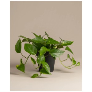 Feey Pothos doré (Epipremnum aureum) en pot, plante d'intérieur verte avec des accents jaunes, hauteur 60-70 cm.