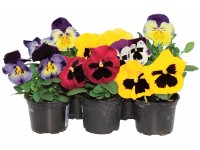Stiefmütterchen Viola wittrockiana / 10er-Set Stiefmütterchen Viola wittrockiana / 10er-Set