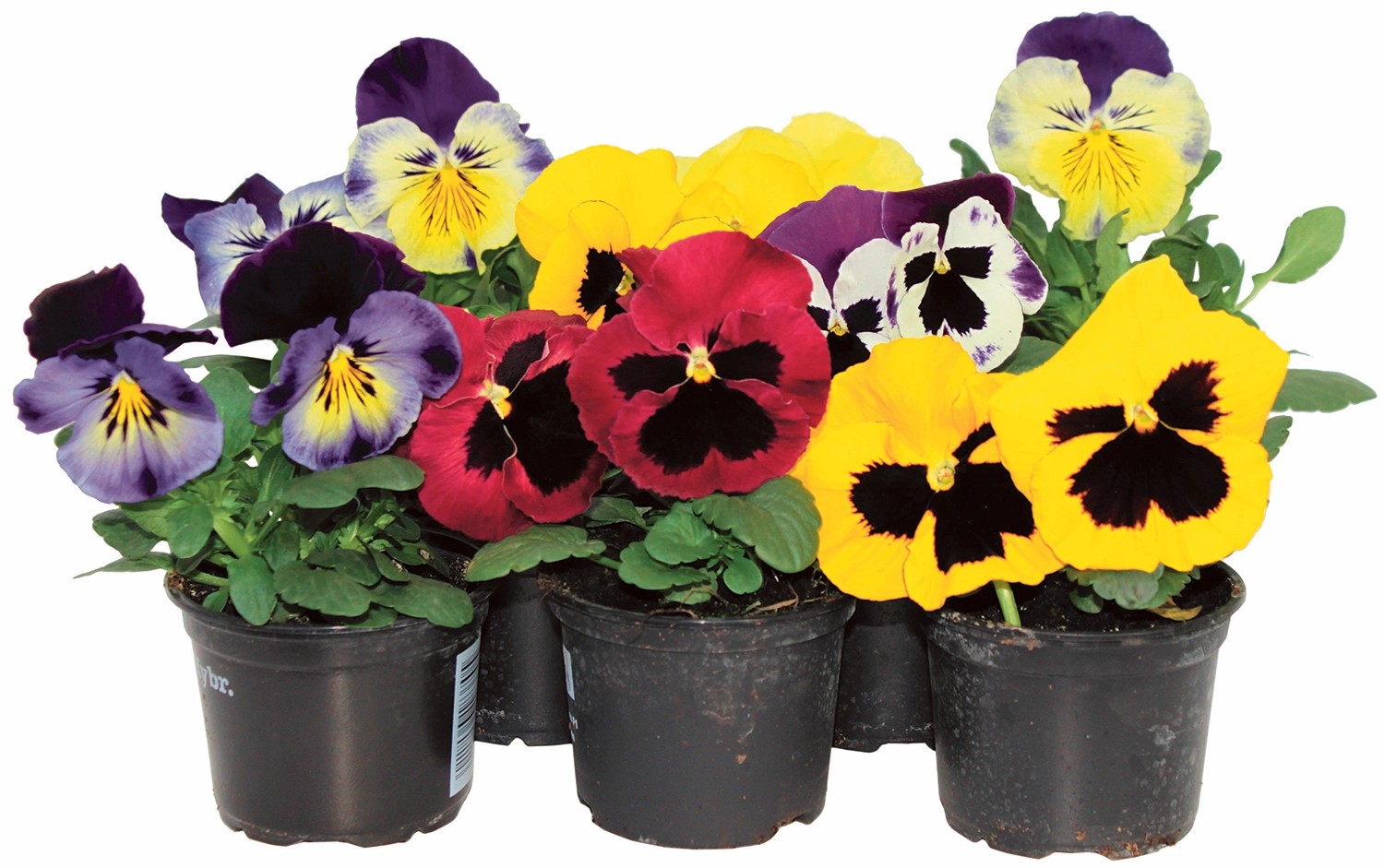 Stiefmütterchen Viola wittrockiana / 10erSet kaufen bei OBI
