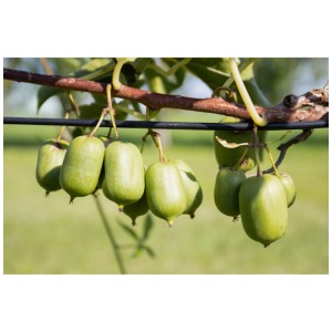 Kiwi Issai verde sul cespuglio, una varietà di arbusto di bacche autofertile.