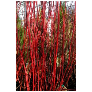 Rami di sanguinella rossa in vaso, arbusti primaverili per giardino e aiuola.