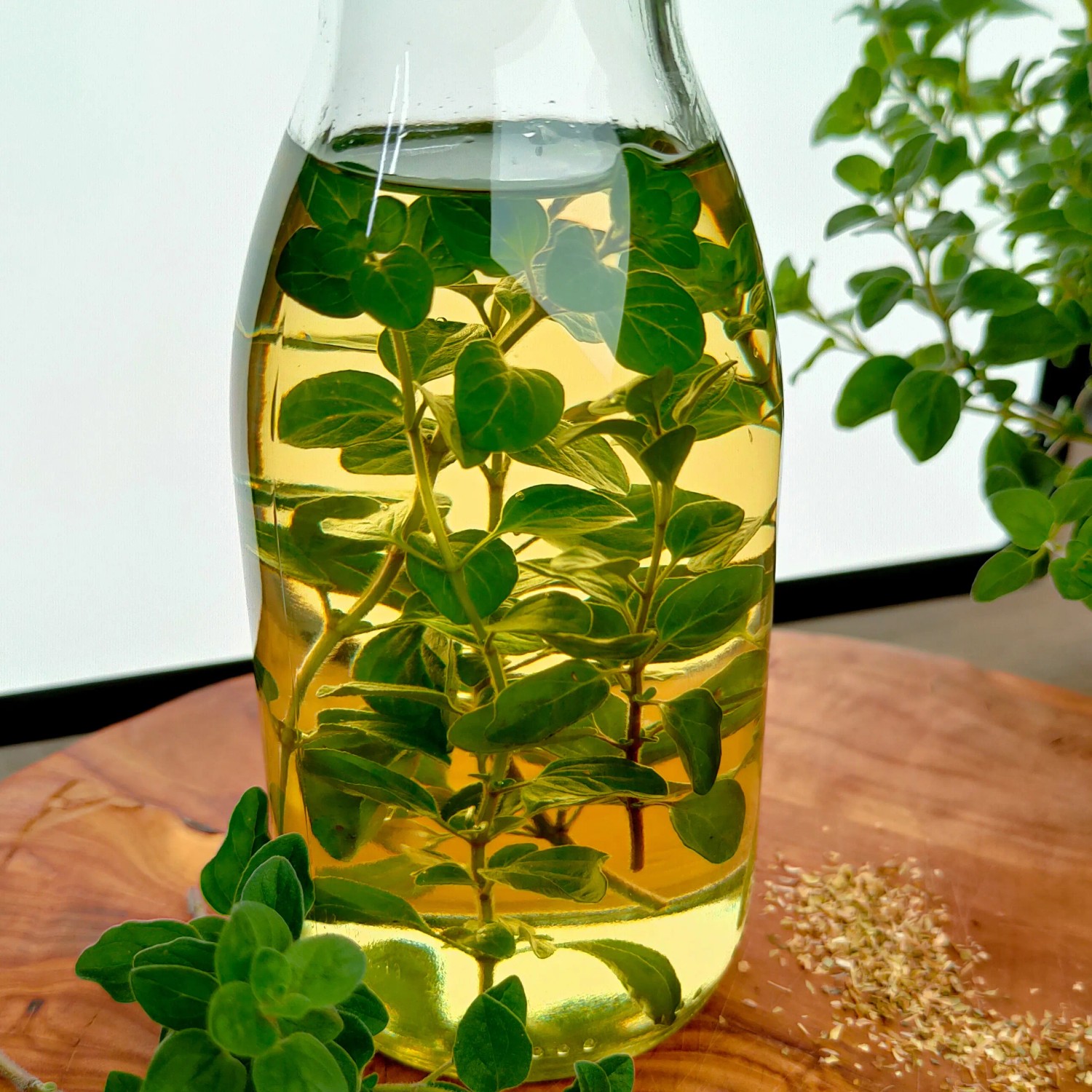 Plante D'Origan En Pot - Origanum Vulgare - Taille 13-14 Cm - Aromatique, Parfumée, Pour Cuisine Et Jardin - Attire Les Abeilles