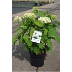 Ortensia Annabelle in vaso con fiori bianchi e foglie verdi.