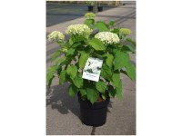 Ballhortensie Annabelle Hydrangea arborescens Topf Ø 6 cm