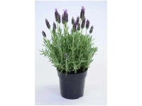 Lavendel bei OBI Alles für Heim, Haus, Garten und Bau