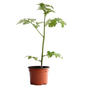 Plant de tomates cerises jaunes bio en pot, idéal pour balcon et jardin.