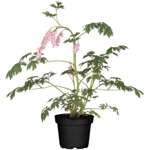 GROW by OBI Cuore di Maria in vaso con fiori rosa a forma di cuore.